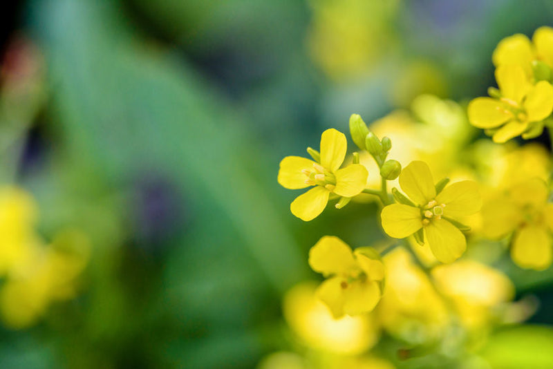 Mustard: Licht in de duisternis