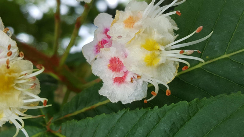 White Chestnut van denken naar voelen