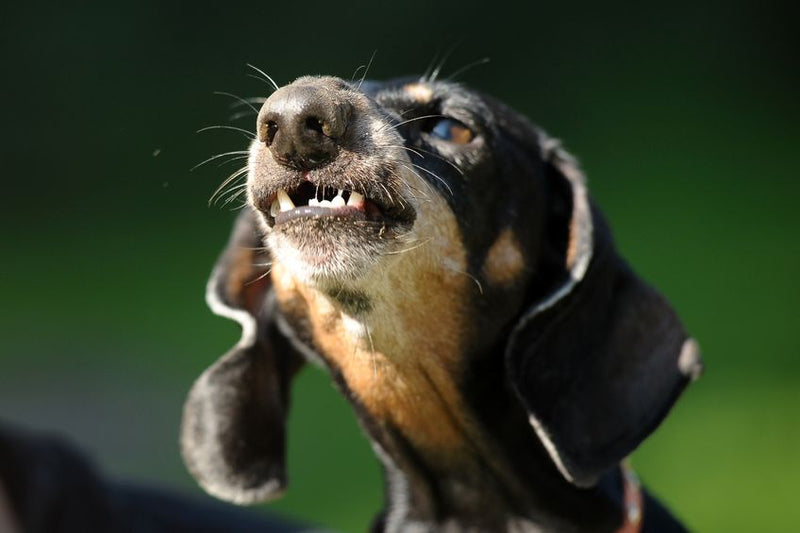 Mijn hond blaft bij elk geluid