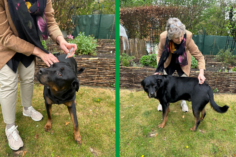Het beste middel tegen teken voor honden