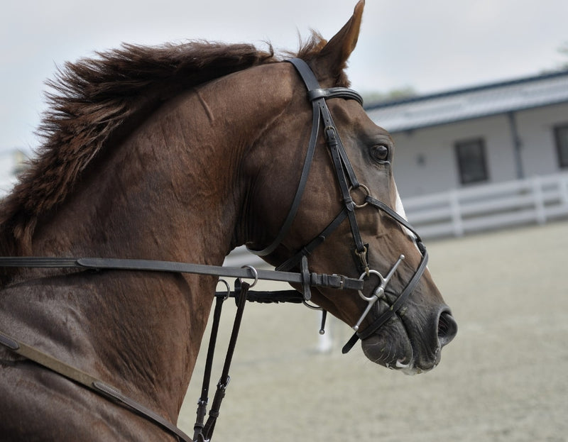 Is je paard onzeker? Lees deze 5 tips