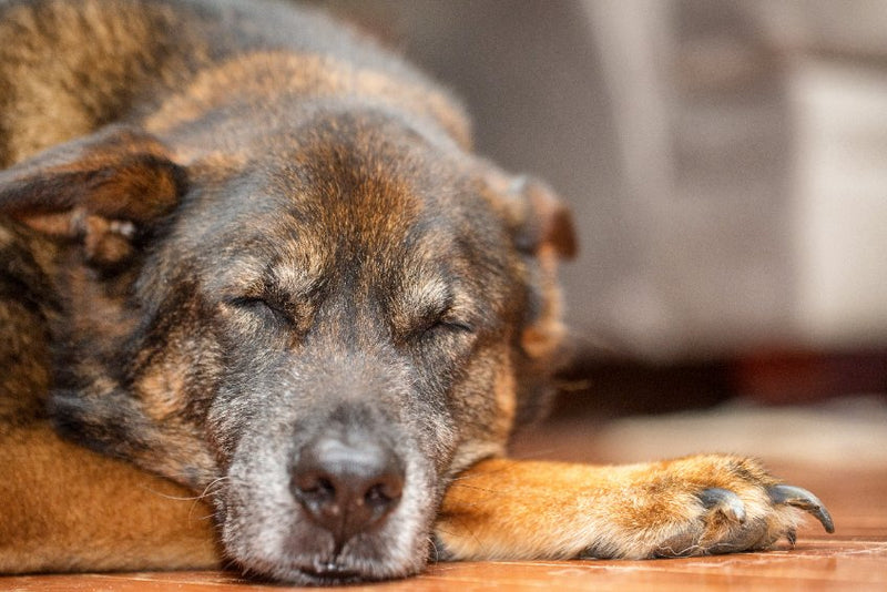 Hoe merk je dat je hond dement wordt?