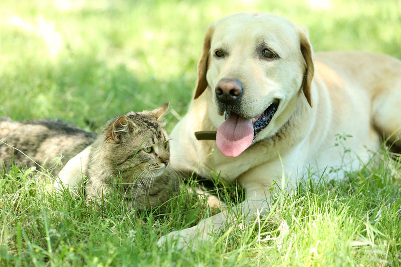 Kat en hond samen in huis? Zo laat je ze rustig aan elkaar wennen