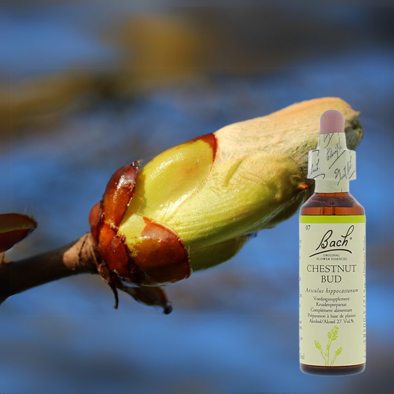 Chestnut Bud helpt je om oude patronen te doorbreken
