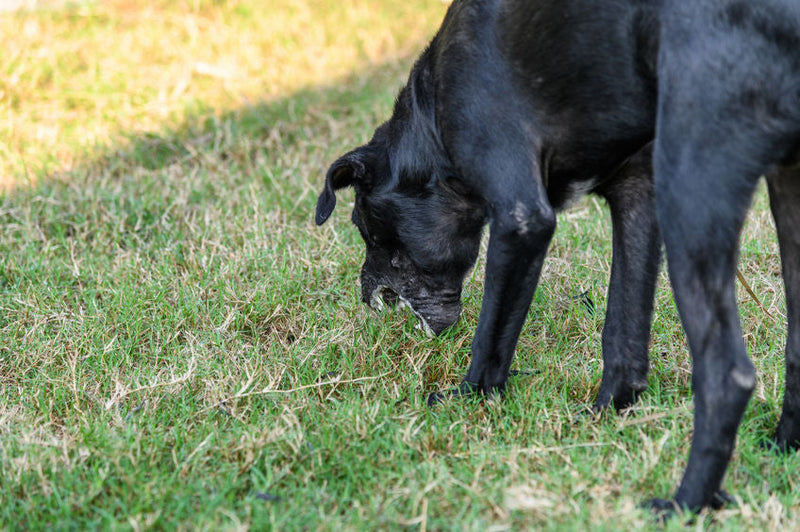 Je hond eet gras: oorzaken en natuurlijke middelen