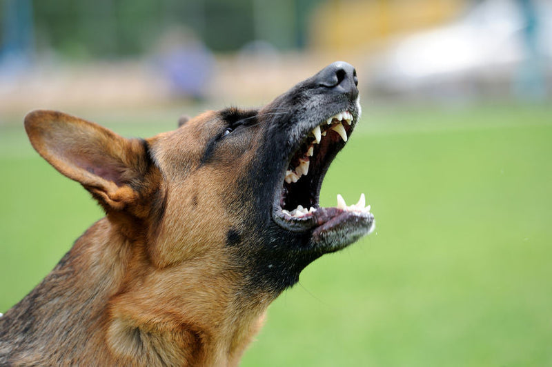 Hond agressief tegen andere honden: oorzaken en tips