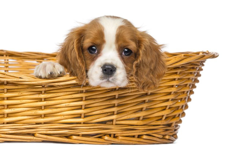 Tips voor opvoeden van King Charles Cavalier Spaniël