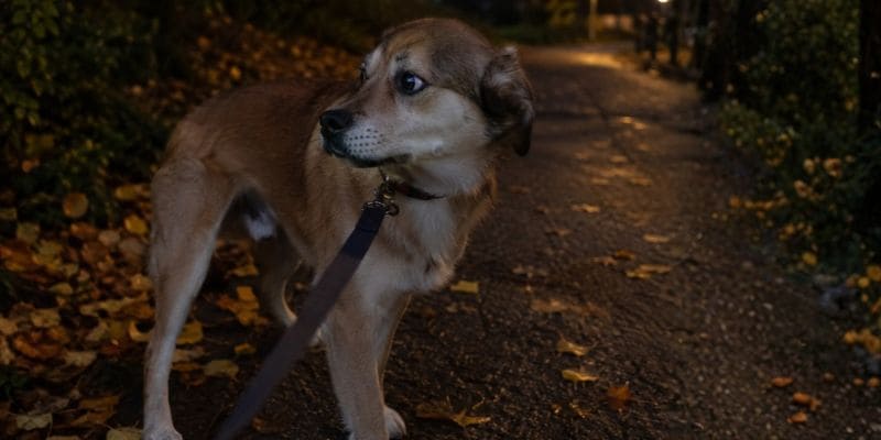 Is je hond bang voor vuurwerk? Zo kalmeer je hem