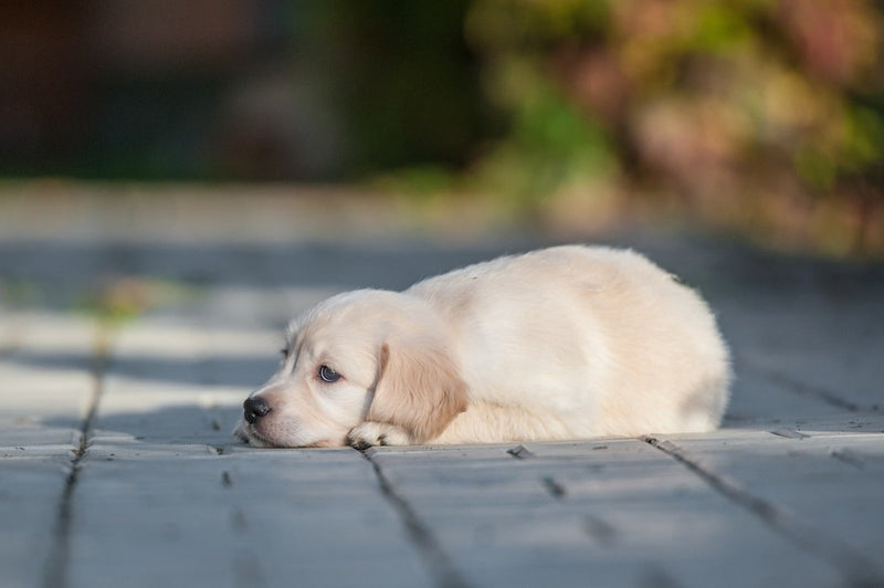 Loopsheid hond: wat kun je je loopse teef geven bij onrust?
