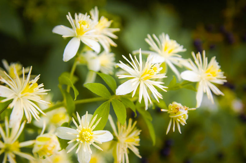 Clematis: breng je dromen tot leven