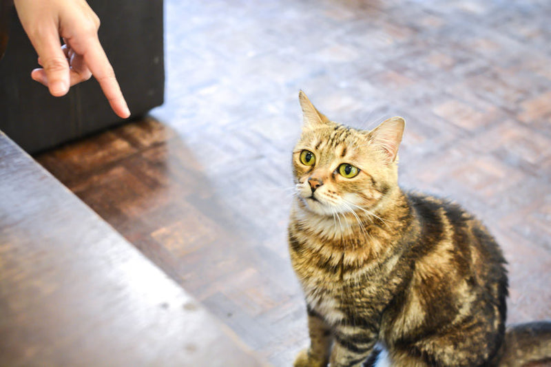 Waarom plast je kat in huis? Ontdek wat hij je wil vertellen