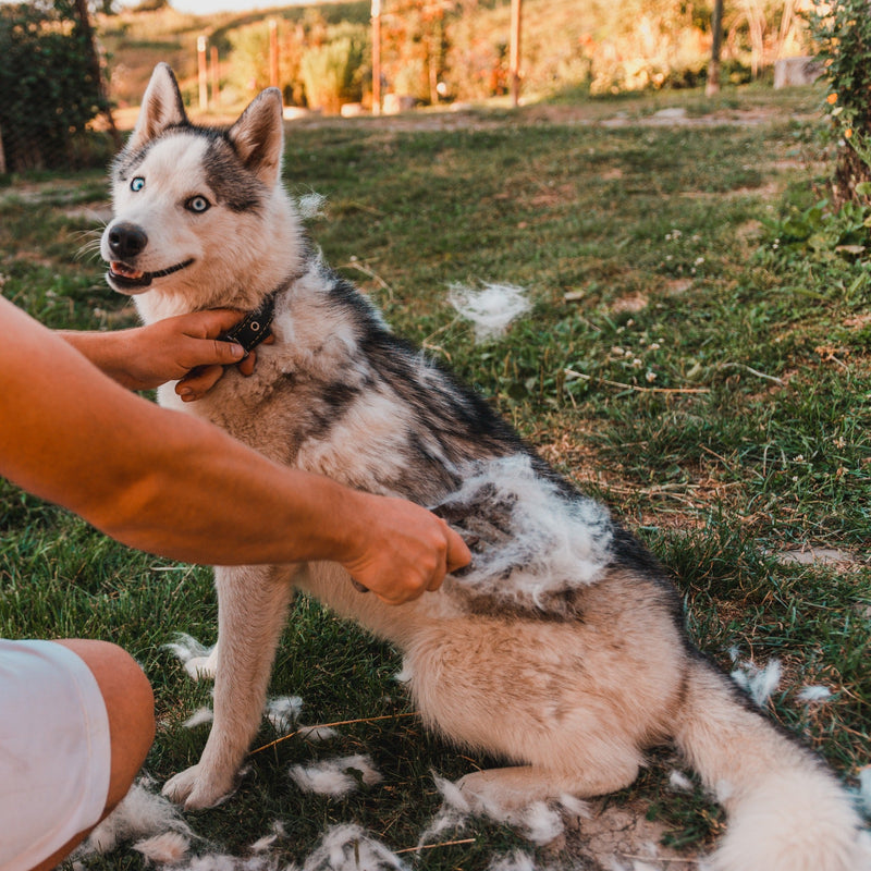 Haaruitval bij honden: van vachtmijt tot de ruiperiode