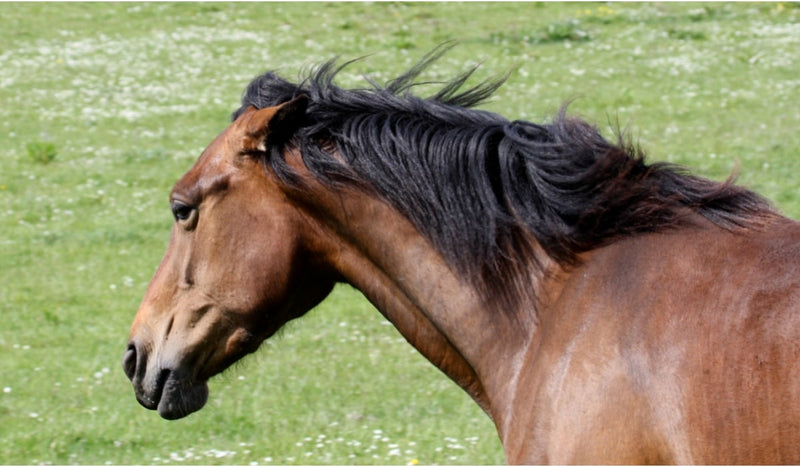 Hoe kun je omgaan met een agressief paard?