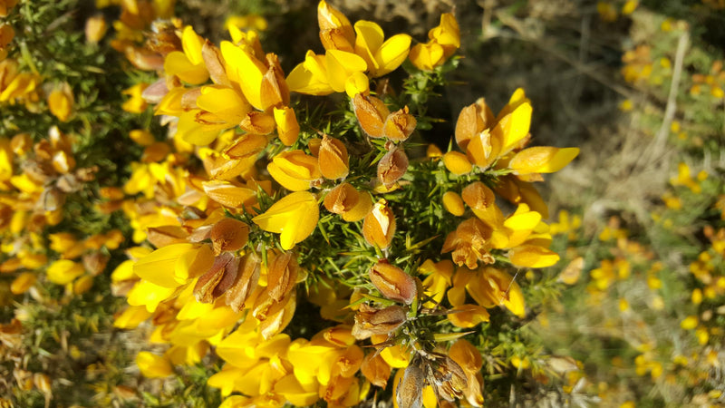 Weer hoop met Bachbloesem Gaspeldoorn (Gorse)
