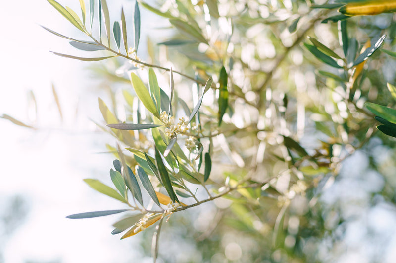 Bachbloesem Olive – Herbronnen bij uitputting
