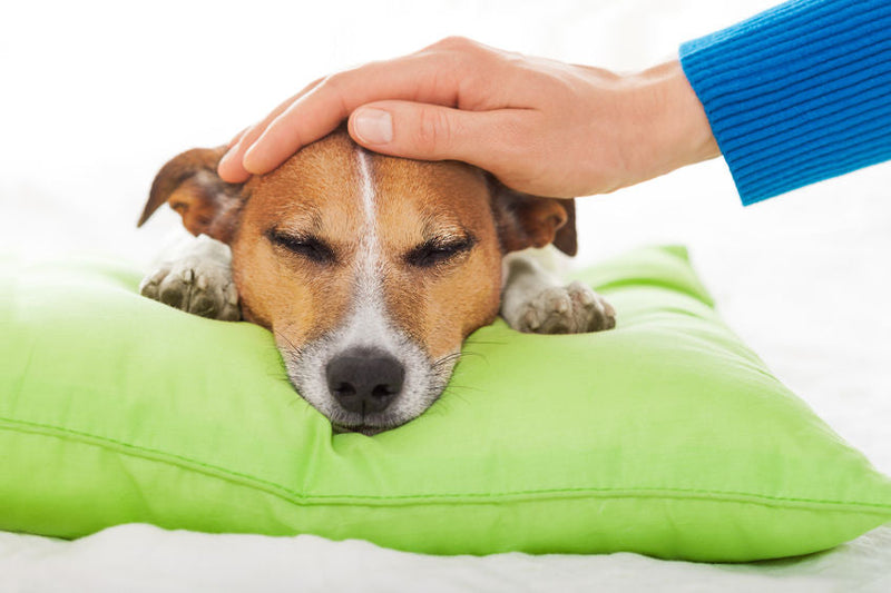Ervaring Bach Bloesem Mix vuurwerkstress bij honden
