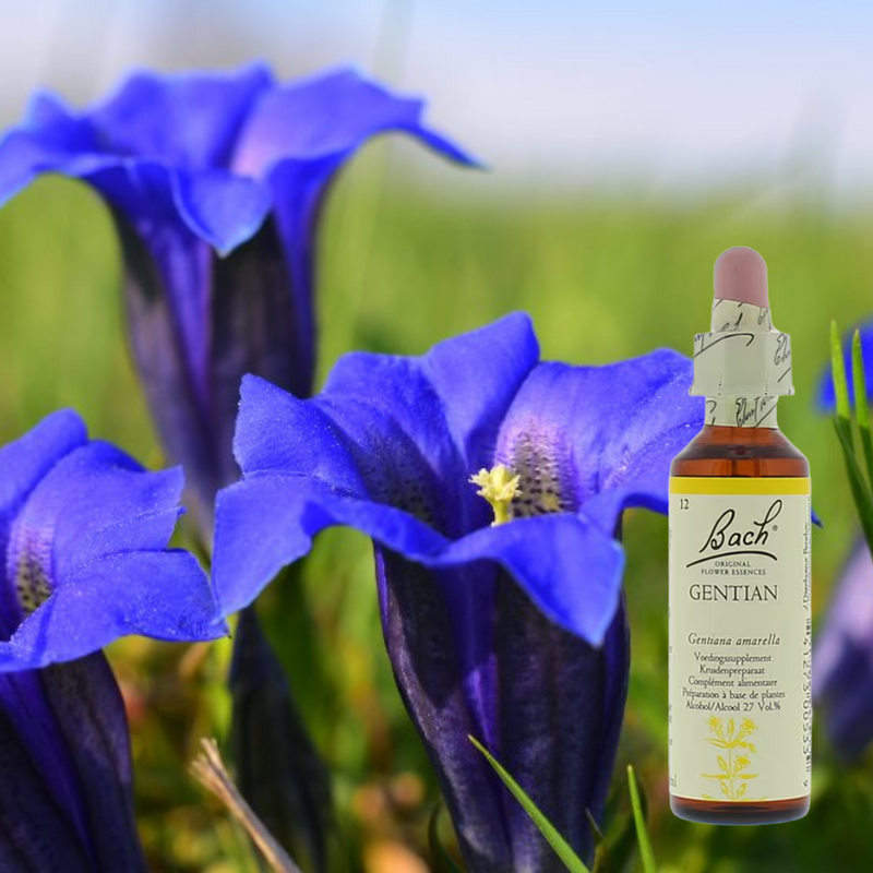 Nieuwe moed na tegenslag met Bachbloesem Gentian