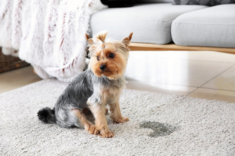Waarom plast mijn hond in huis? Oorzaken en zo leer je het af