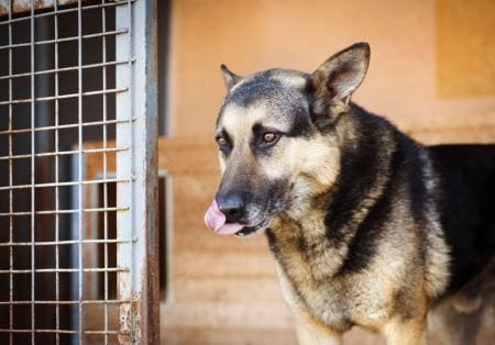 Help! Mijn hond is bang