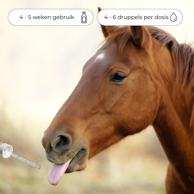 Bach Bloesem Mix Angstig paard