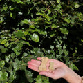 Yarrah hondenkoekjes - Bio 500 gram