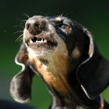 Bach Bloesem Mix Blaffende hond