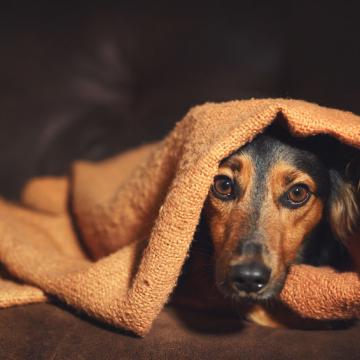 Bach Bloesem Mix Angstige hond