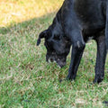 Bach Bloesem Mix Hond eet gras