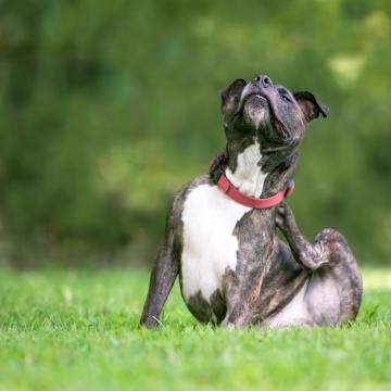 Bach Bloesem Mix Jeuk hond