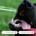 Bach Bloesem Mix Angstige hond