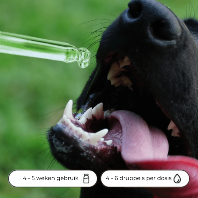 Bach Bloesem Mix Angstige hond