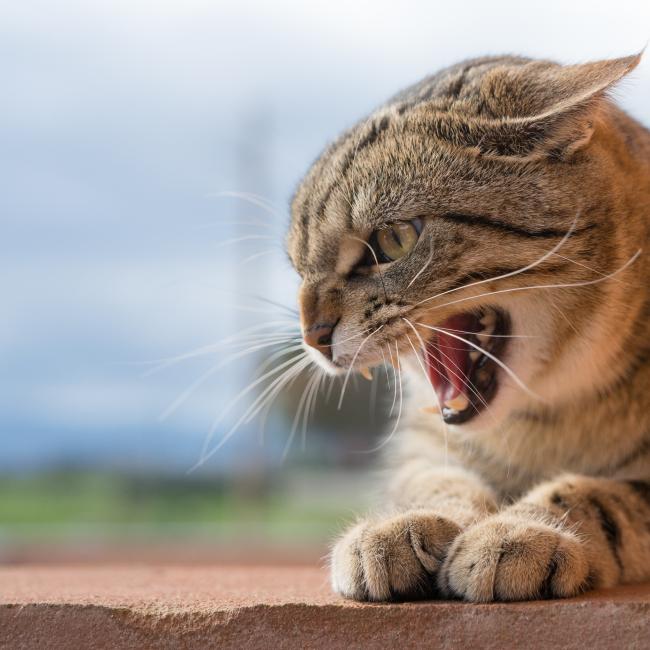 Bach Bloesem Mix Agressie Kat