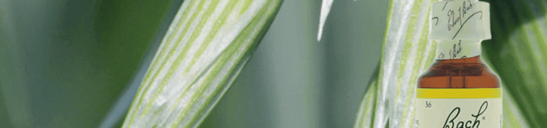 Wild Oat: als je voelt dat er méér in je zit, maar niet weet wat