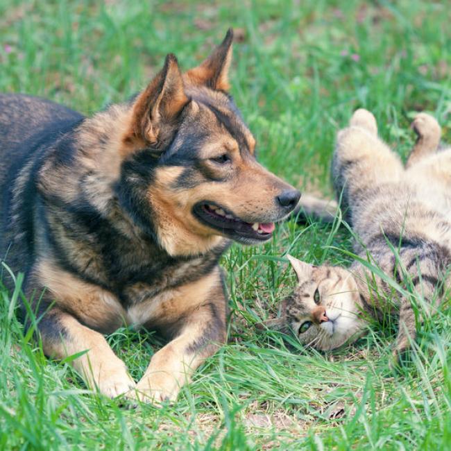 Hond en kat aan elkaar laten wennen