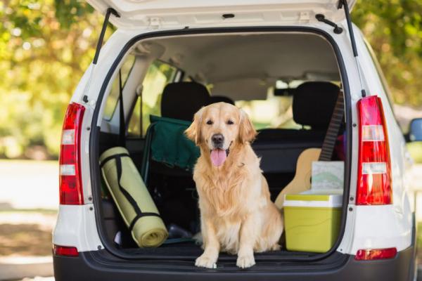 Zoek je een oplossing voor je hond die wagenziek is?